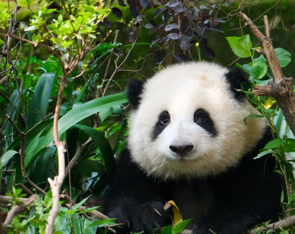 Beijing Zoo & Panda House